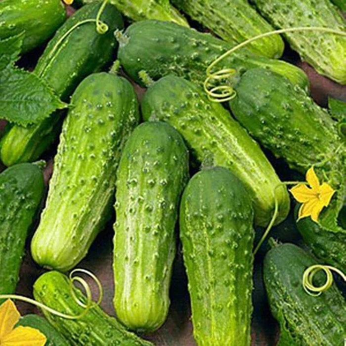 Boston Pickling Cucumber Seeds | Heirloom Non-GMO Variety | Cucumis sativus | Free Shipping