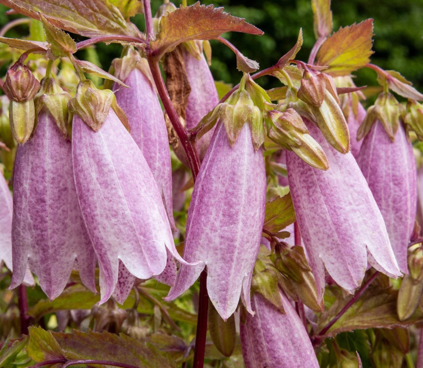 Spotted Bellflower Seeds 150 Count Pink-White-Purple Mix Campanula takesimana-punctata