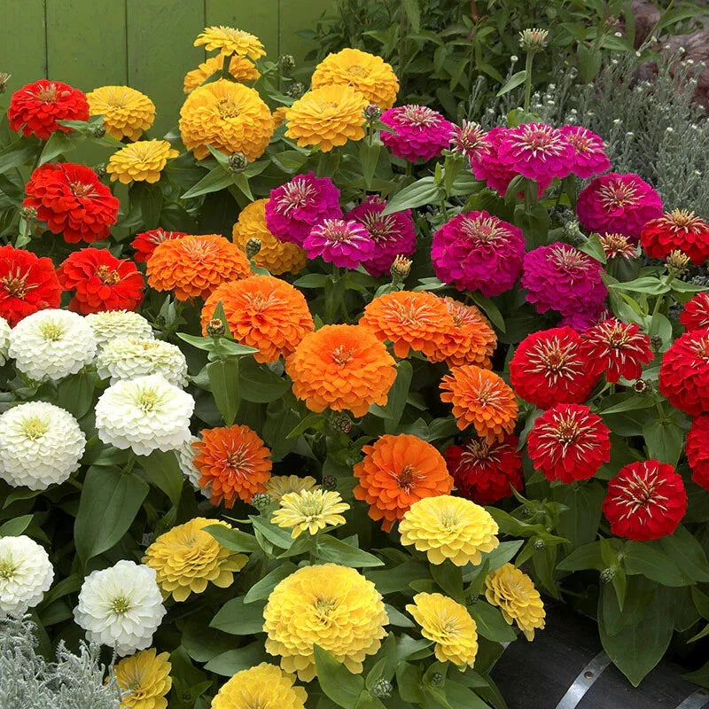 Zinnia Seeds Mix - 100+ Pack - Preciosa Colorful Blend - Ideal for Garden Planting - Zinnia elegans