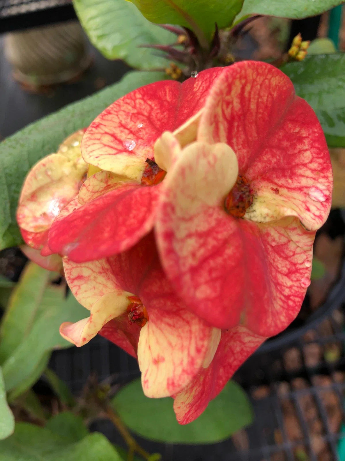 Crown of Thorns Plant Cutting, Envy Variety, Euphorbia milii, Rooted Succulent, Indoor/Outdoor Decorative Greenery