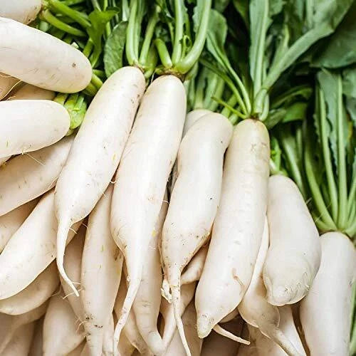Radish Seeds for Planting | 100+ Non-GMO White Icicle Seeds | Raphanus sativus