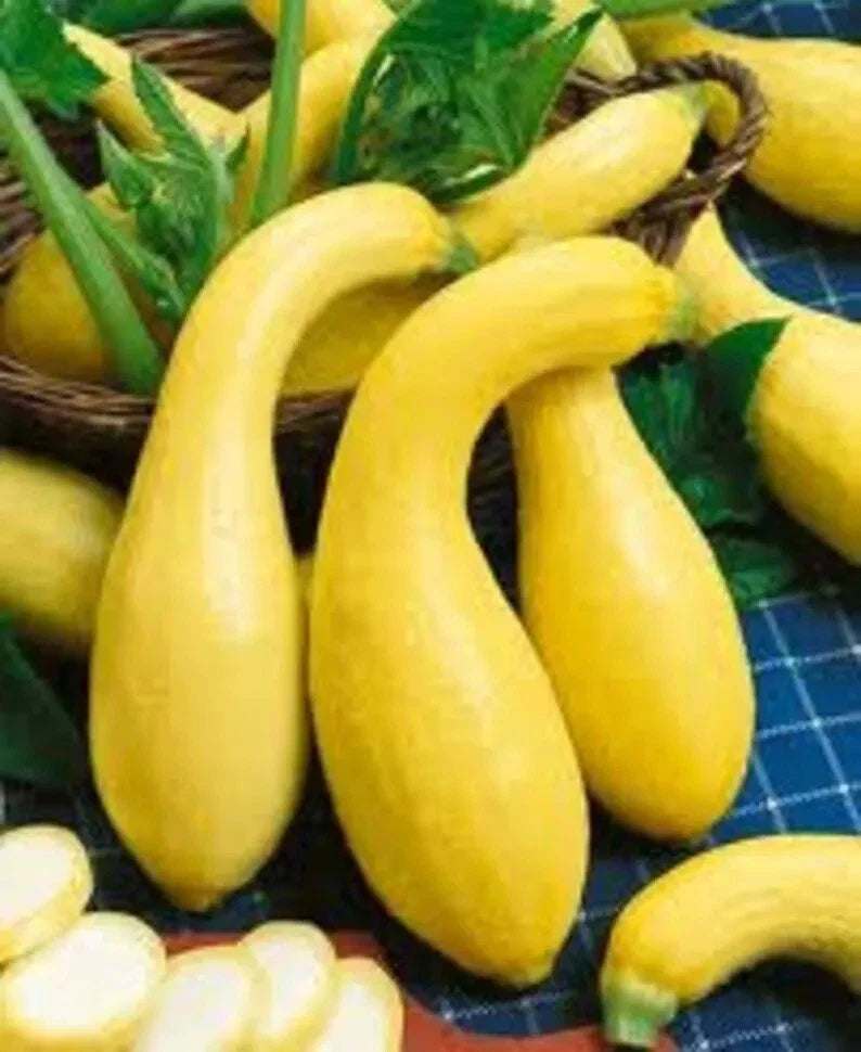 Yellow Crookneck Squash Seeds - 50+ Heirloom NON-GMO Golden Summer - Fresh Organic Gardening Seeds