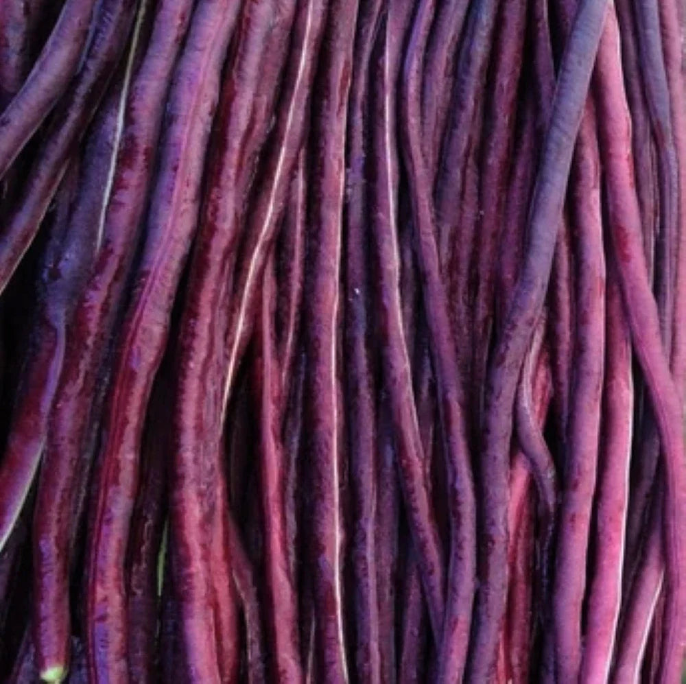 Purple Mart Yard Long Bean Seeds - Red Asparagus Edamame Cowpea - Asian Seed 2025 - Organic, Heirloom Variety
