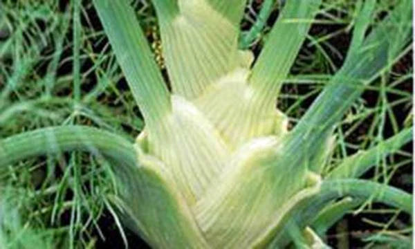 Fennel Seed Pack - Florence Heirloom Non-GMO - 25+ Seeds - Foeniculum vulgare var. dulce
