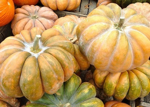 Fairytale Pumpkin Seeds - Fresh Heirloom Seeds for Planting - Cucurbita pepo