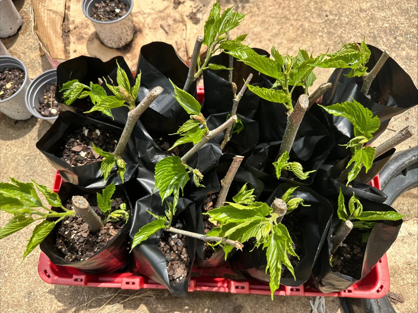 Rooted Cuttings - Pakistani Mulberry Tree - Live Fruit Plant - Morus alba