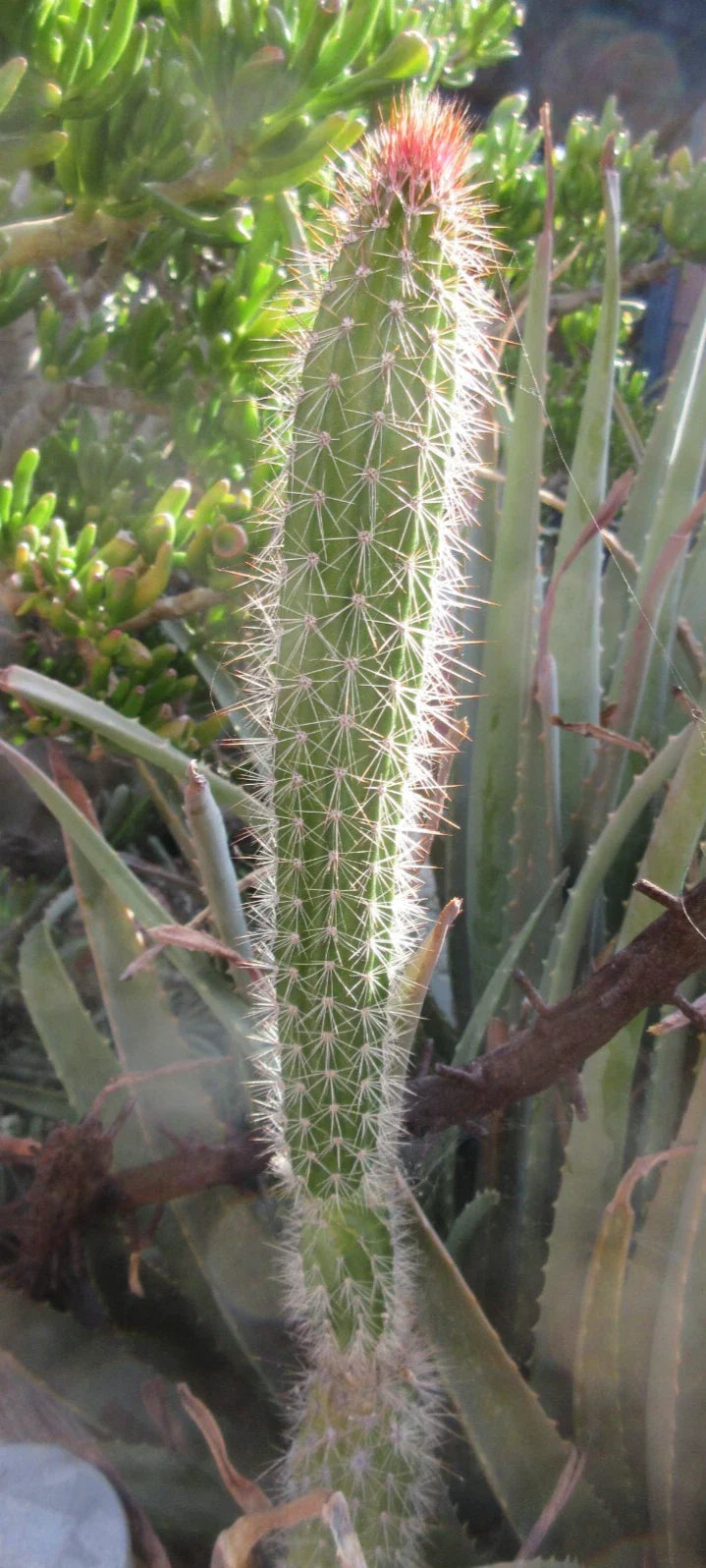 Snake Cactus Tip Cut - 12" Peniocereus serpentinus - Unique Houseplant for Cactus Lovers - Easy Care Succulent