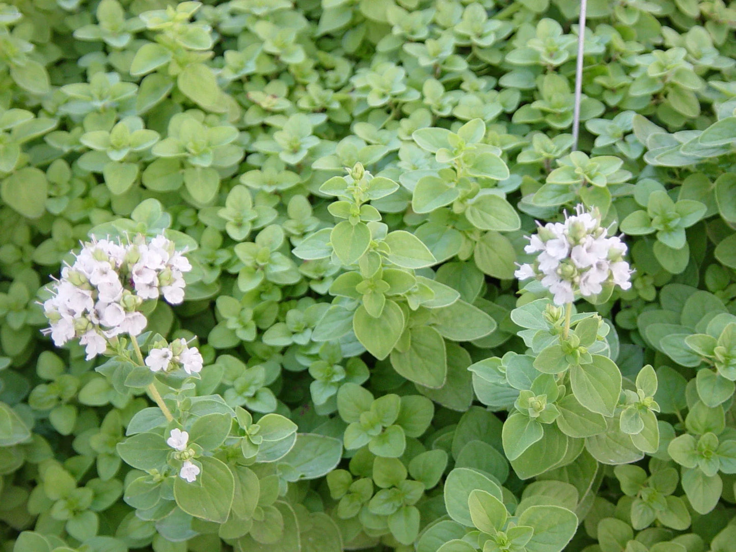 Sweet Marjoram Herb Seed 1000+ Seeds Organic Culinary Spice Origanum majorana