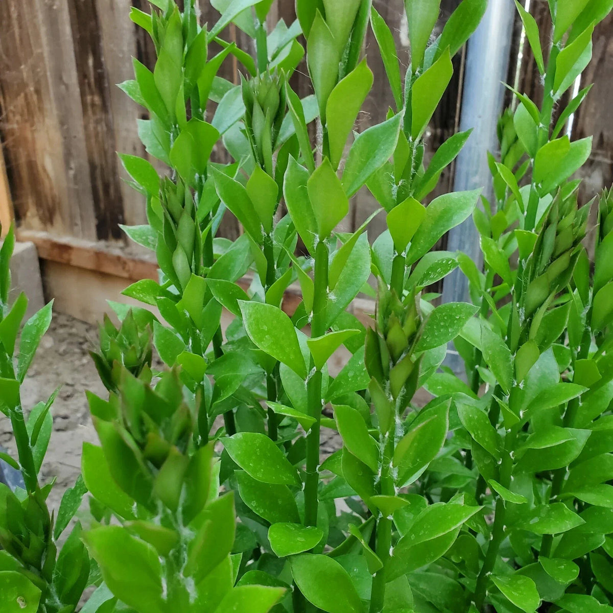 Pereskiopsis Spathulata Grafting Stock Cuttings - 4-5 Inch - Qty 10 - Succulent Plant Cuttings for Grafting
