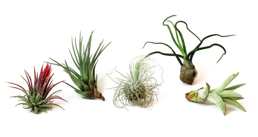 5 Pack Assorted Live Tillandsia Air Plants - Low Maintenance Exotic Decor - Varied Colors & Shapes - Perfect for Home Decor