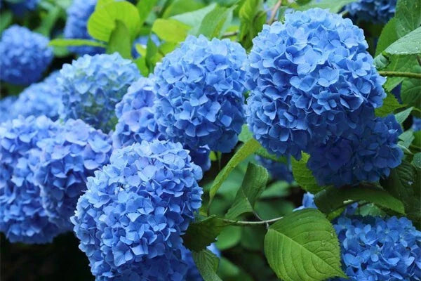 Blue Hydrangea Plants - Fully Rooted Live Plant 3"-8" Tall - Hydrangea macrophylla