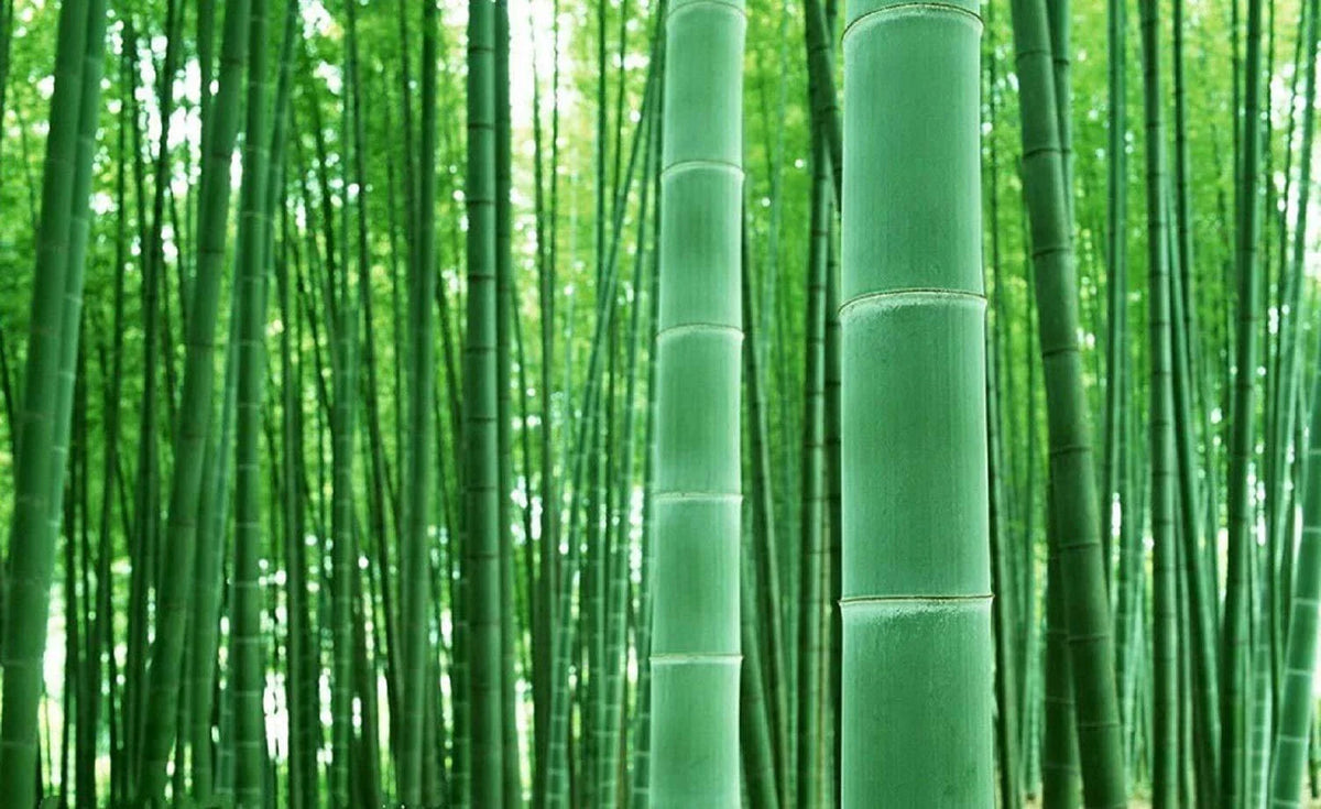 Giant Bamboo Seeds - 50+ Seeds for Planting - Privacy Screen - Phyllostachys spp.