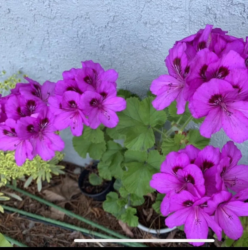 Geranium Starter Cuttings 6" Lavender Pink Black Color Pelargonium