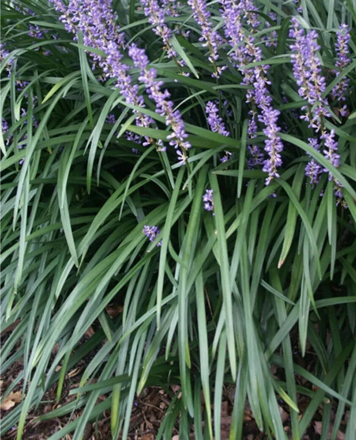 Liriope Starter Plugs 15 Count - Monkey Grass Lilyturf - Ground Cover Plants for Gardens (Liriope muscari)