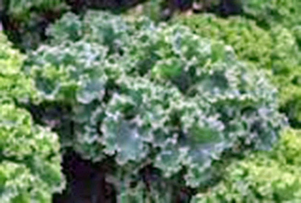 Kale Seeds 500 Count Vates Blue Curled Scotch Heirloom Non-GMO - Perfect for Organic Gardening
