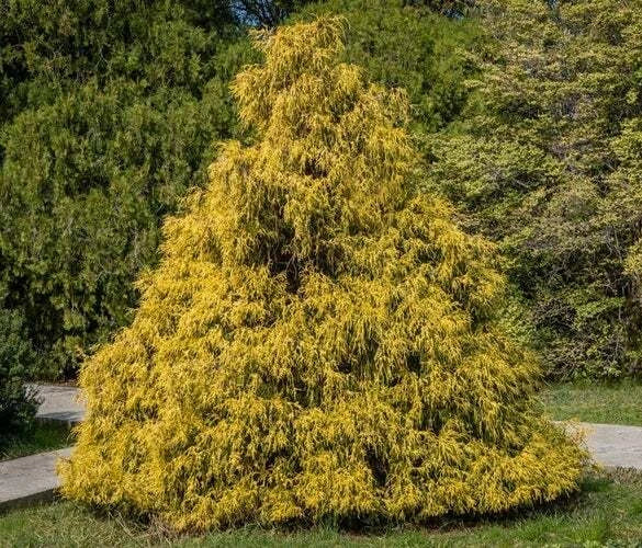 Weeping Cypress Pine Seeds - 25 Non-GMO Seeds - Hesperocyparis funebris - Drought-Tolerant Evergreen Tree Seeds