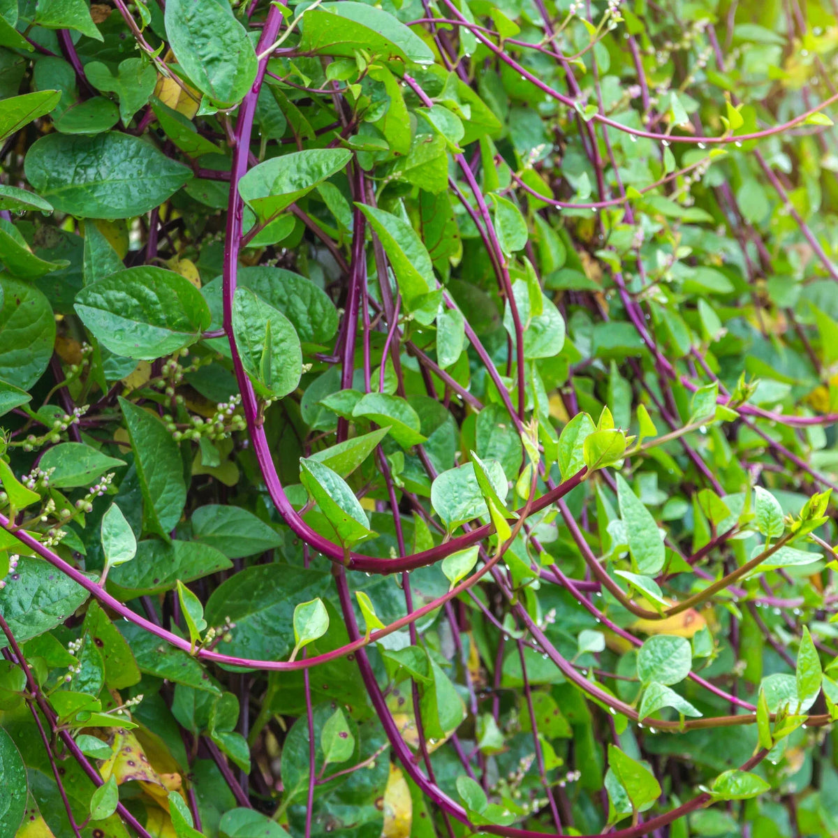 Red Stem Malabar Spinach Seeds - Basella Alba Rubra Ceylon Green Vegetable, Heirloom Seeds for Garden Planting 2025