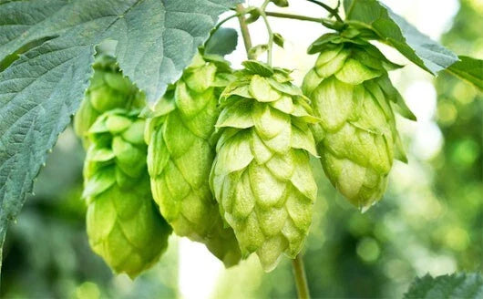 Hops Vine Cuttings 5 Pack, Japanese Hops, Humulus lupulus, Perennial Plant for Home Brewing and Gardening