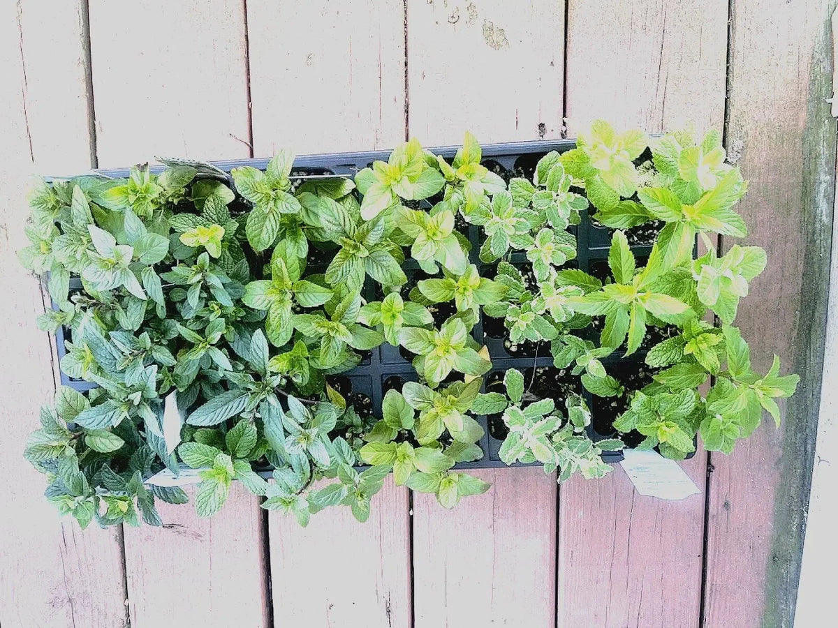 Mint Cuttings - 6 Rooted Varieties: Pineapple, Orange, Apple, Chocolate, Strawberry, Ginger - Mentha spp.