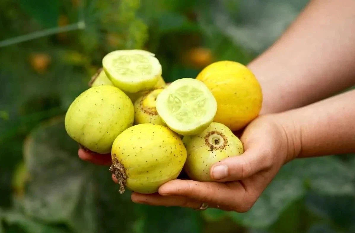 Lemon Cucumber Seeds - Organic Heirloom, Non-GMO, Rare Variety - Cucumis sativus