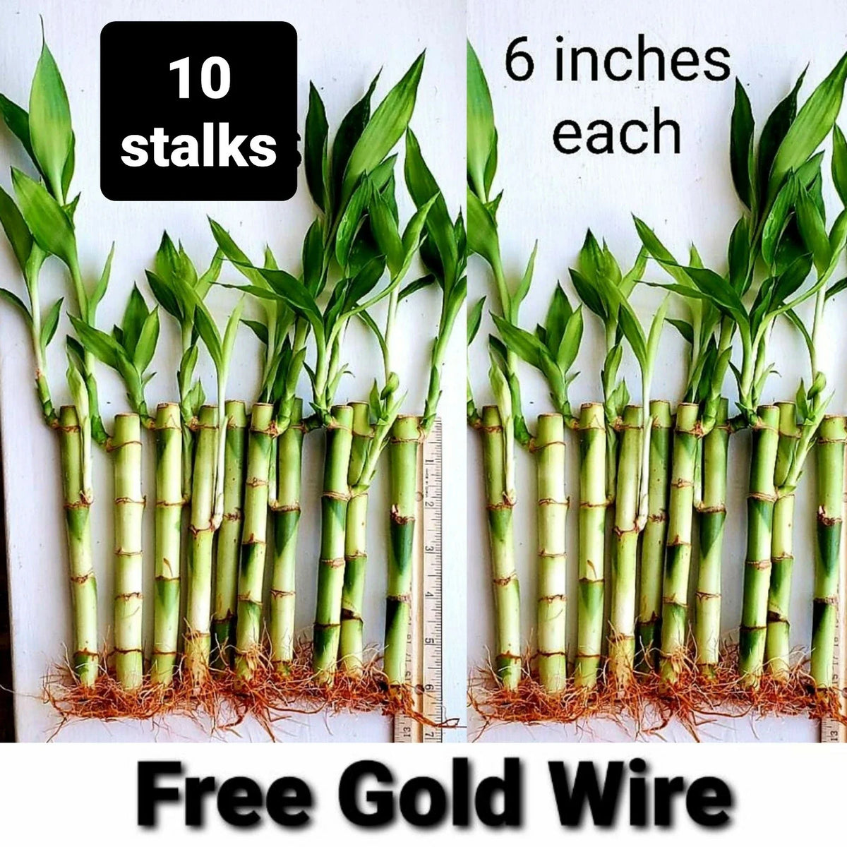 Lucky Bamboo Plants - 6 Inches - 10 Pack with FREE Gold Wire - Indoor Feng Shui - Dracaena sanderiana