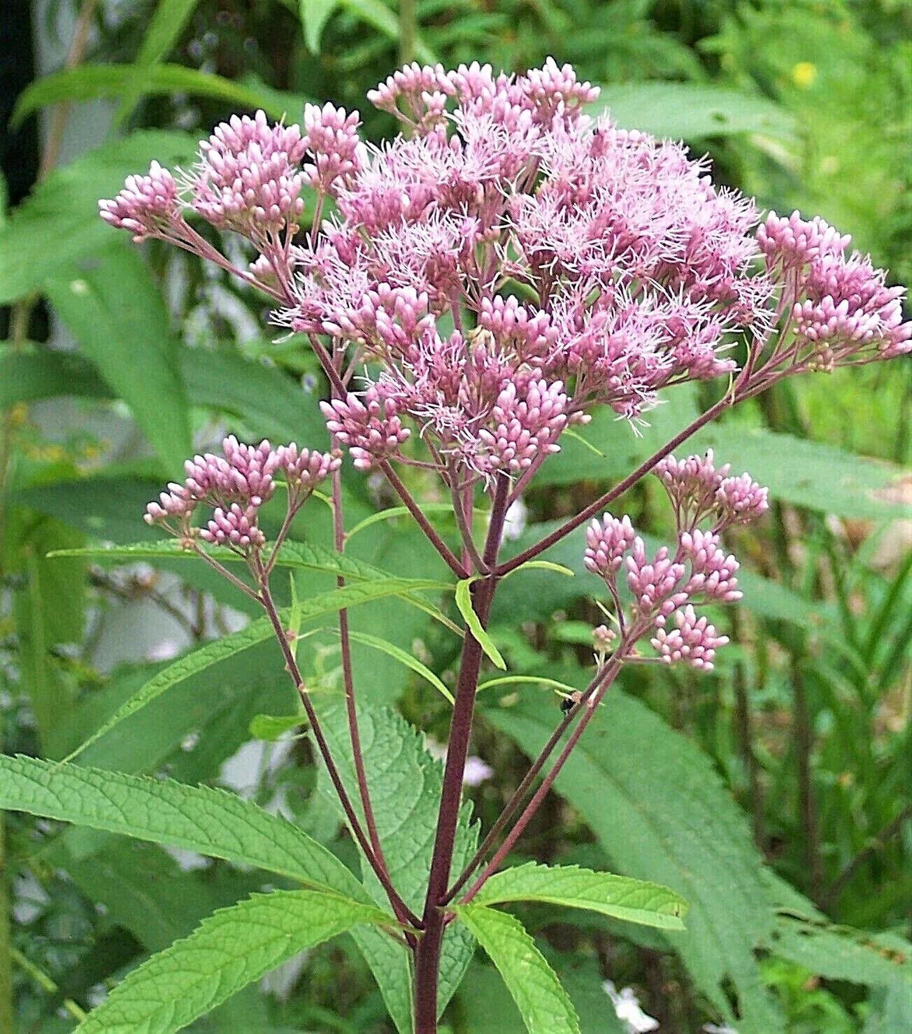 Joe Pye Weed Plants - 3 Pack - Native Maine Eupatorium purpureum - Perennial Flowering Plant for Gardens