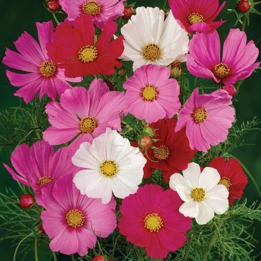 Cosmos Seeds - TALL SENSATION Mix, 4-6' Red, Pink, White, Pollinator-Friendly, Non-GMO, 200 Seeds, Cosmos bipinnatus