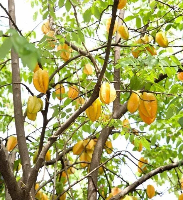 Starfruit Tree Cuttings 6"-8" Inch, Averrhoa carambola, Includes Extra Bonus Plant Care Tips