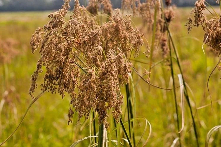 Wool Grass Seeds - 1000+ Native Wildflower Seeds for Marsh Wetlands - Woolgrass Sedge (Scirpus cyperinus) Perennial