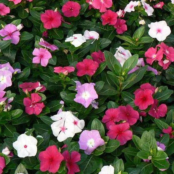 Vinca Seeds 100 Pack F-1 Mix GL - Catharanthus roseus - Flowering Annual for Garden and Landscape