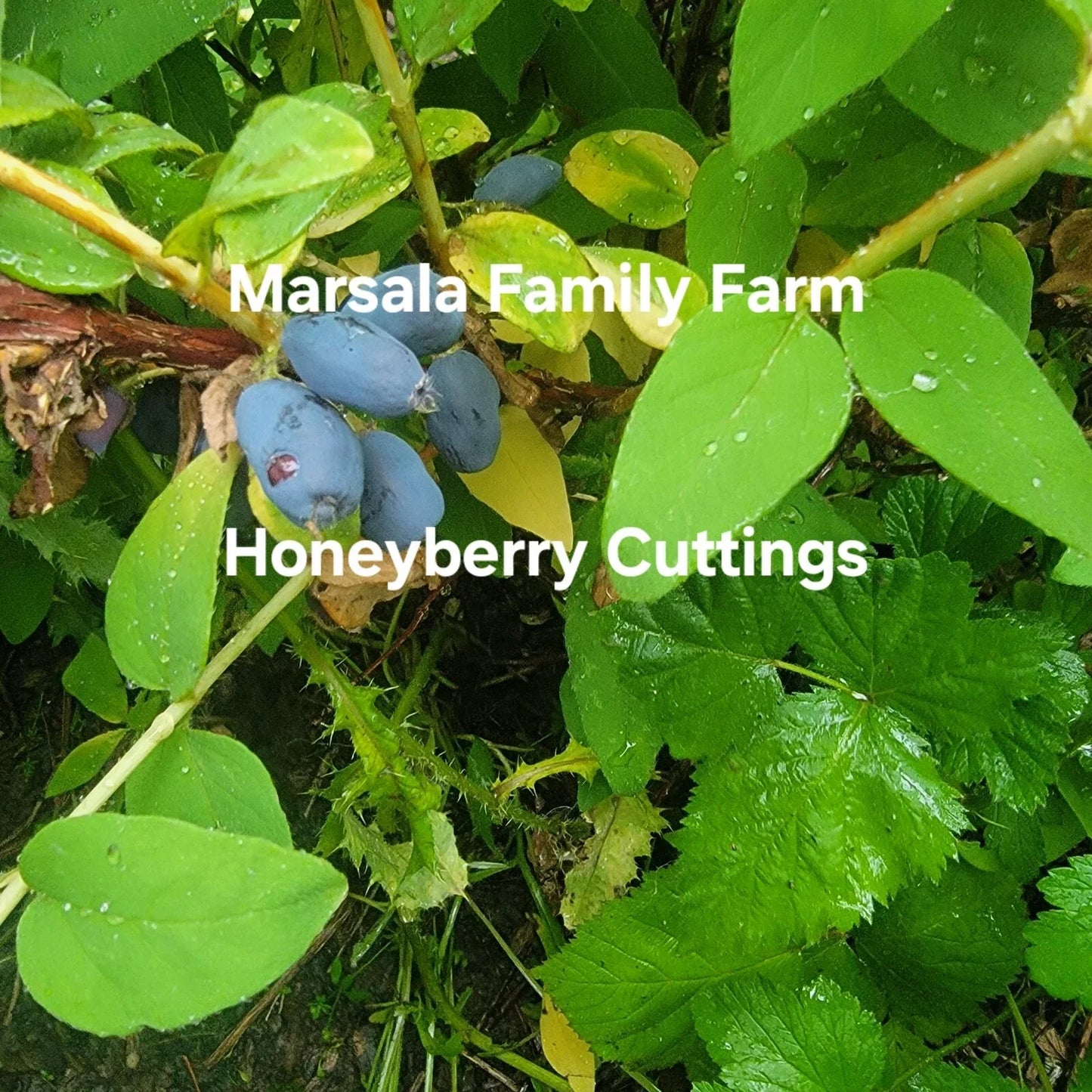 Honeyberry Cuttings 8 pcs 4-8" Giant Berry Blue Boreal Blue Moose Lonicera caerulea Not Dormant