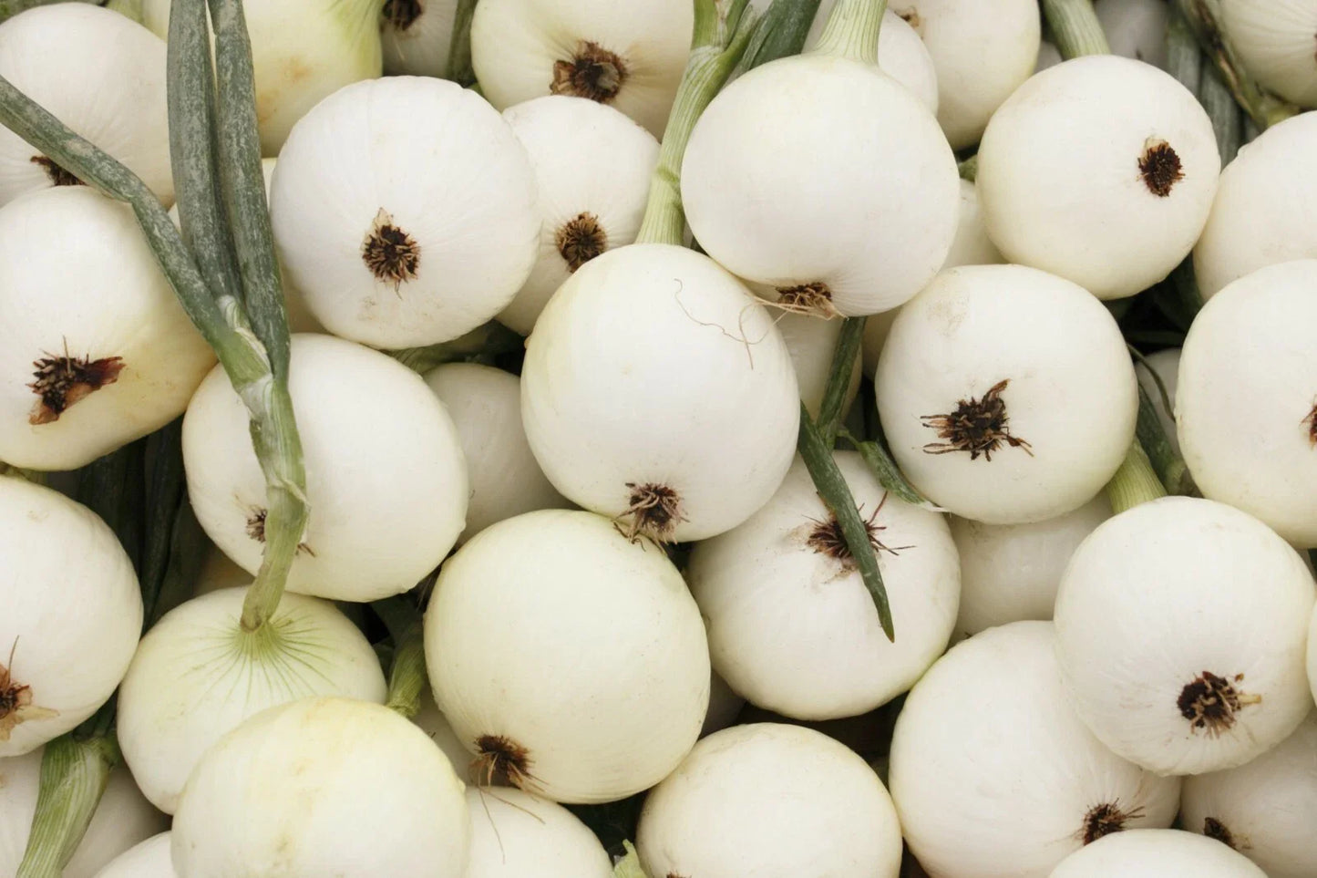 Onion Seeds 200+ White Spanish Sweet Mild NON-GMO Vegetable Garden Seeds Allium cepa