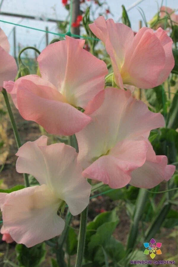 Sweet Pea Seeds - 50+ Gilly Norah Variety - Perfect for Garden Planting - Lathyrus odoratus