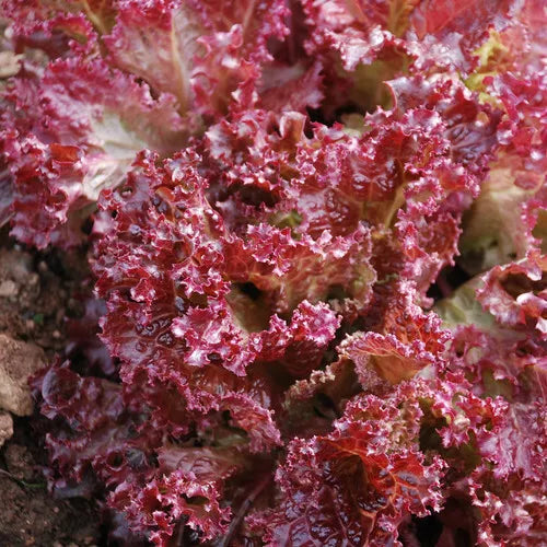 Lettuce Seeds 250 Count - Lolla Rosa Red Leaf - GroCo USA - Non-GMO