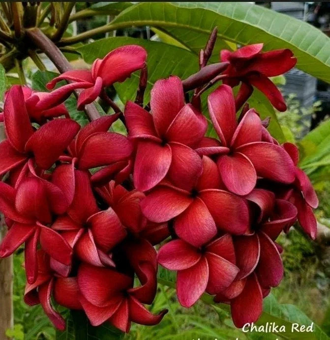 Red Plumeria Plant in 2.5 Inch Pot - Rooted Plumeria Chalida (Plumeria spp.) from Seeds