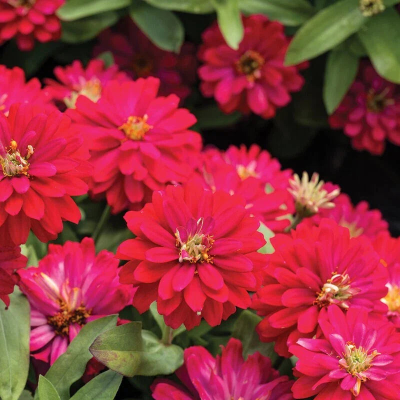 Double Zahara Cherry Zinnia Seeds - 100+ Pack - Colorful Garden Flowers - Zinnia elegans