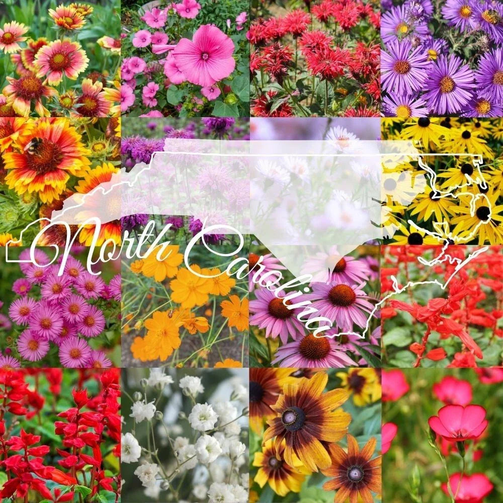 Wildflower Seed Mix 1 lb Bulk North Carolina Variety Covers 2,000 sq ft - Native Wildflowers Seed Blend