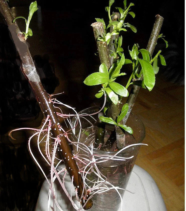 Hybrid Willow Cuttings - 20 Pencil Size or Smaller - Salix × sepulcralis