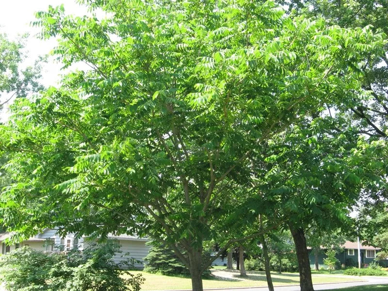 Mixed Hickory Starter Trees 8-12 Inch Set of 2 Live Plants - Carya spp.