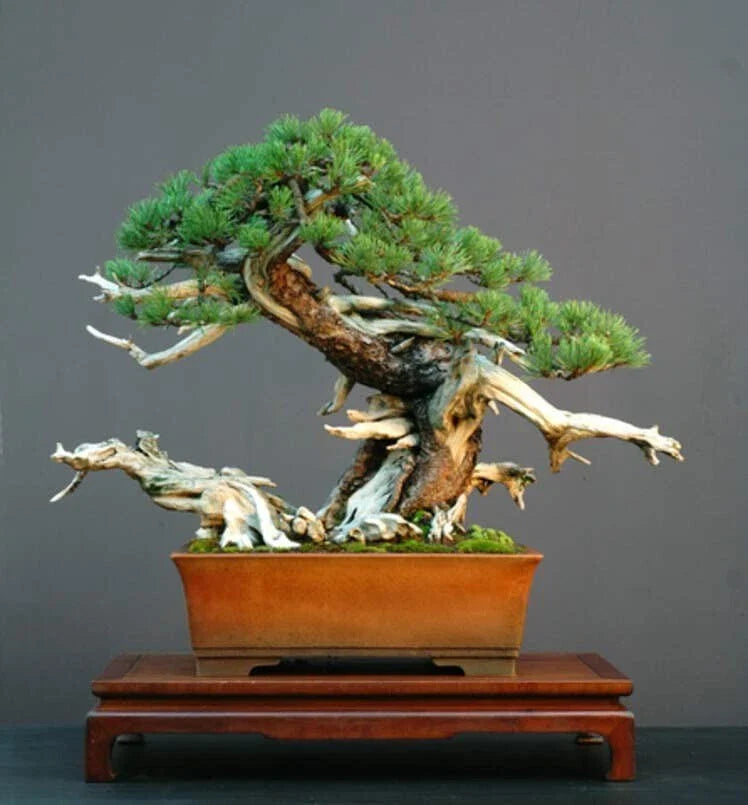 Dwarf Mugo Pine Bonsai Tree Seeds - 30 Count - Pinus mugo pumilio - Easy to Grow, Ideal for Bonsai Cultivation
