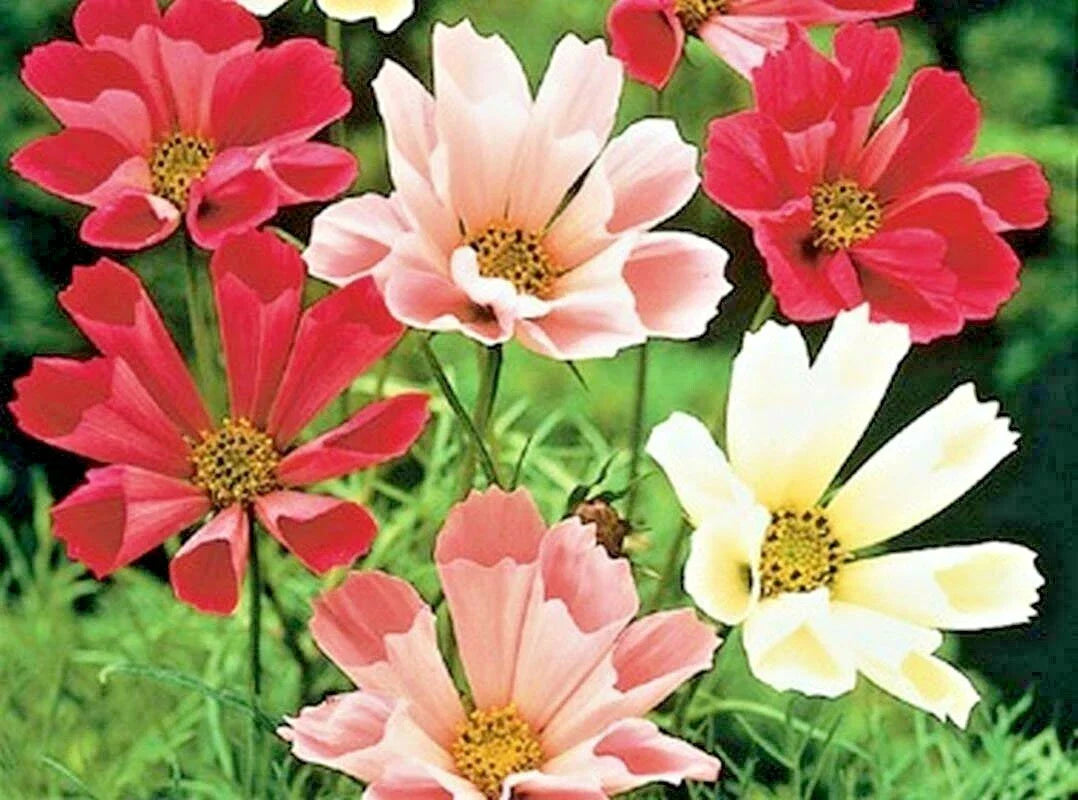 Cosmos Seeds Mix 300+ Seeds Wildflower Heat Drought Tolerant Pollinators (Cosmos bipinnatus)