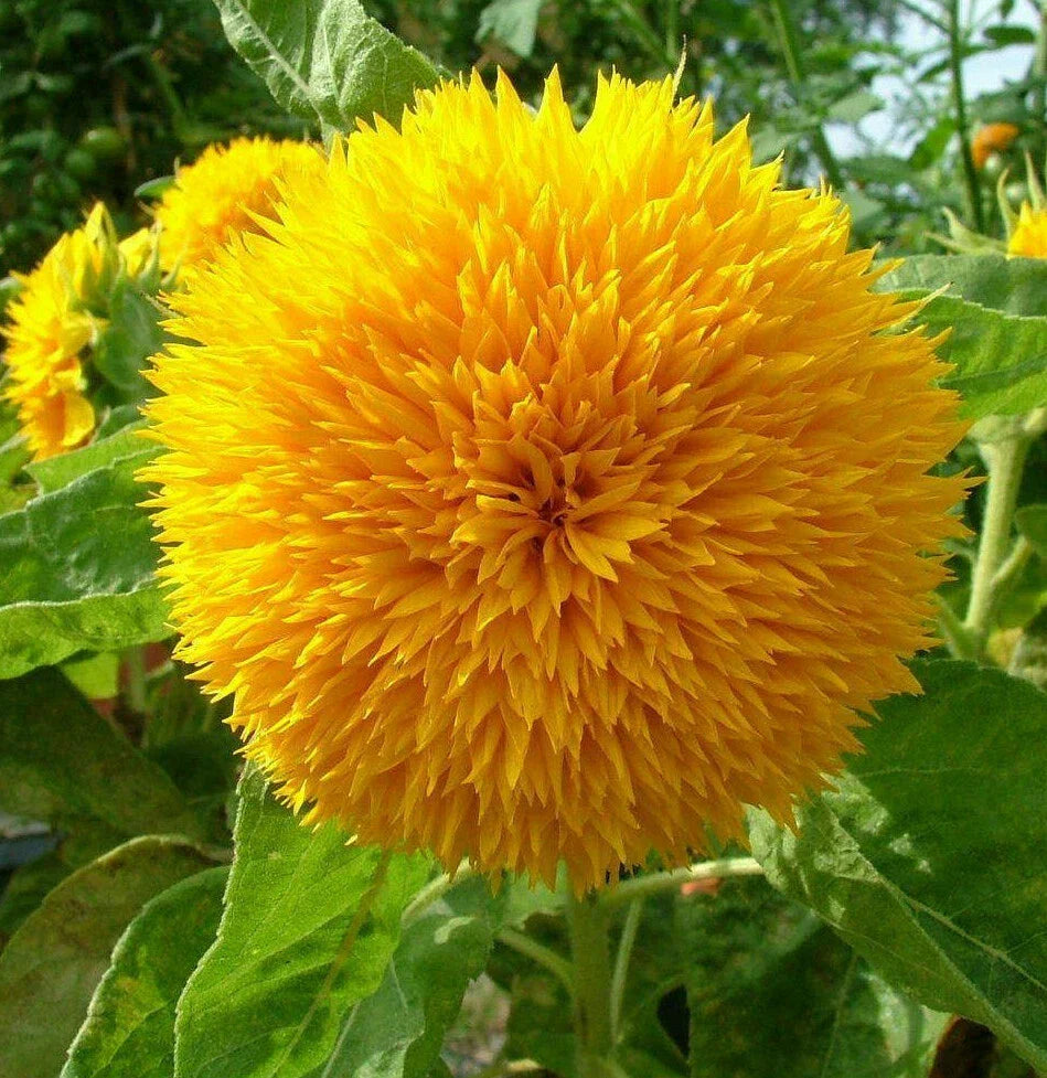 Teddy Bear Sunflower Seeds | Sungold Dwarf Variety | Fresh Garden Seed for 2025 | Helianthus annuus