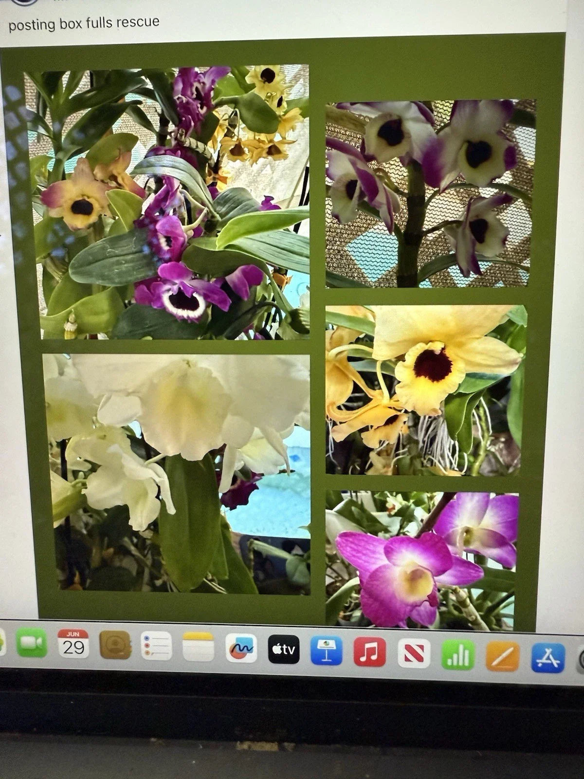 Dendrobium Orchid Plant - 1 Stem, Bare Root, No Pot, No Bloom - Exotic Houseplant for Home Decor