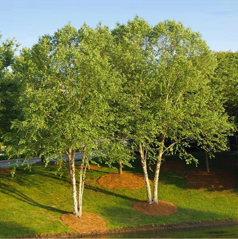 Live River Birch Tree Plant 1-5 Years Betula Nigra Well Rooted 10"-40" Tall