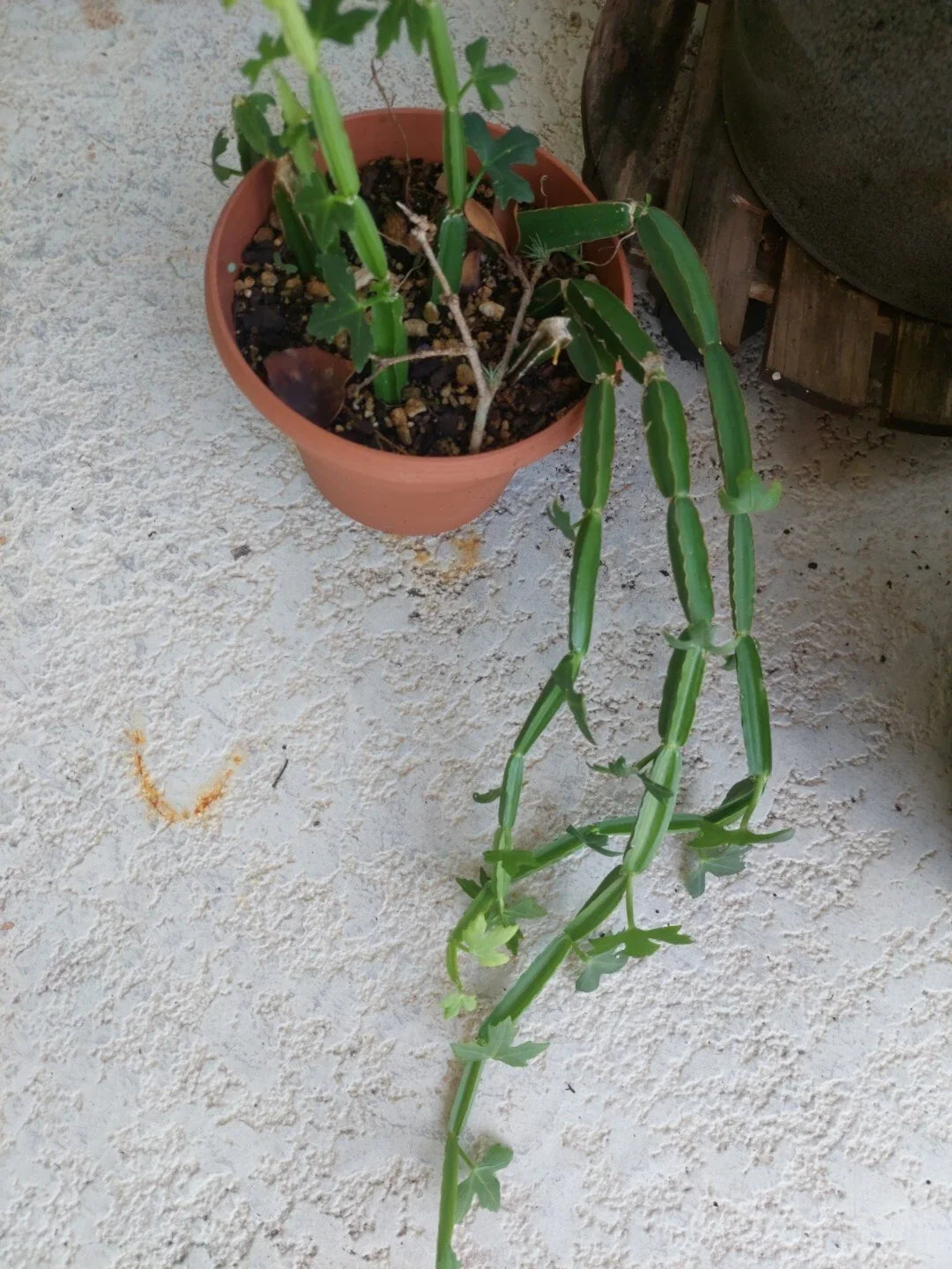 Cissus quadrangularis Plant Vine Climber - Exotic Rare Succulent, Square Rooted