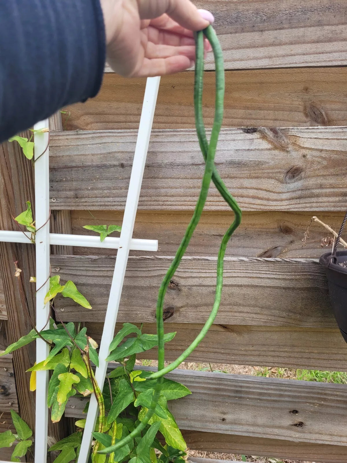 Long Bean Seeds - 20+ Yard - Organic Asian Chinese String Beans - Vigna unguiculata - USA Florida