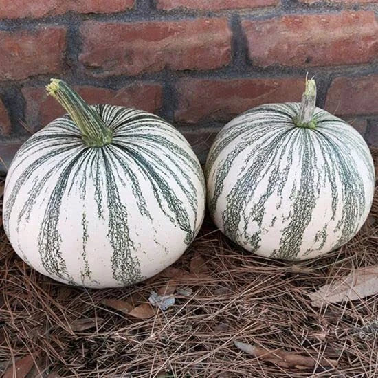 Silver Edge Pumpkin Seeds - 10 Seeds - Exotic Striped Squash (Cucurbita pepo) for Planting