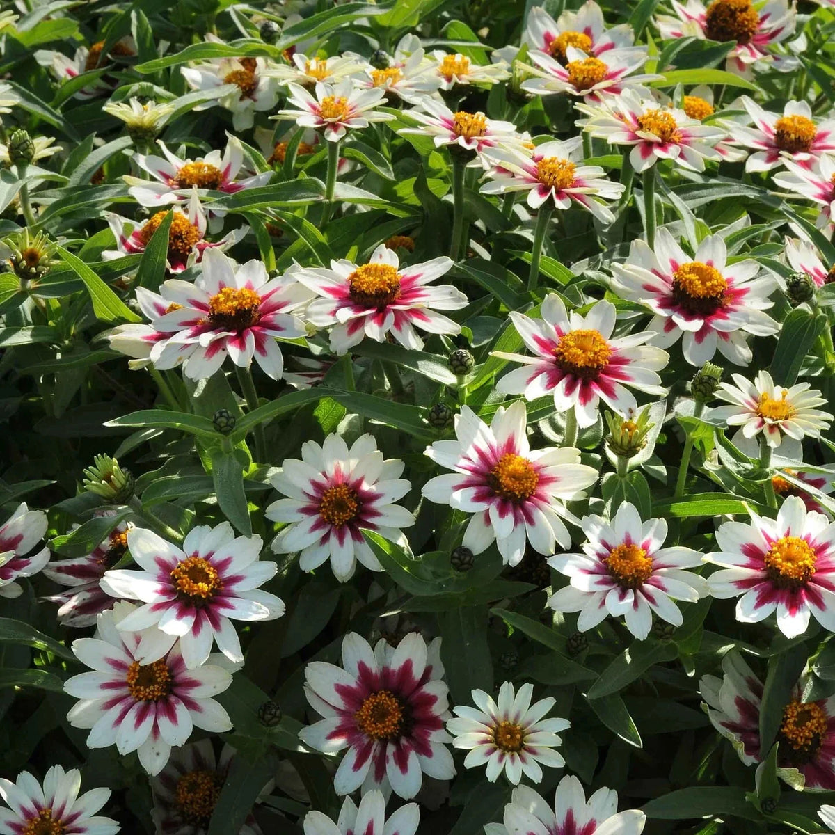 Zahara Starlight Rose Zinnia Seeds - 100+ Premium Garden Seeds - Zinnia elegans - USA - Free Shipping