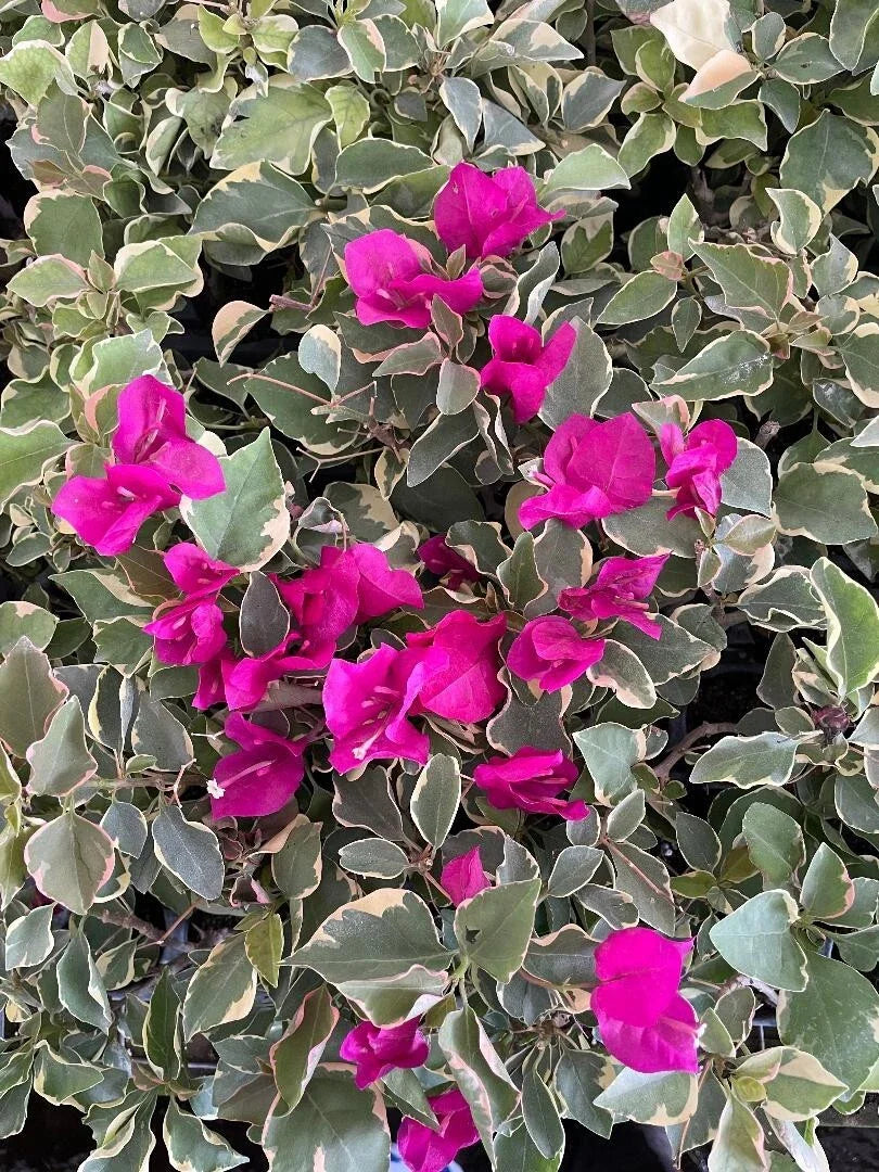Claret Red Bougainvillea Starter Plant - Small Well Rooted - Very Rare (HTF) - Bougainvillea spp.