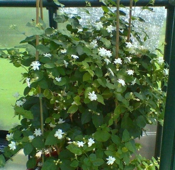 Maid of Orleans Jasmine Starter Plant - Jasminum sambac - Rooted, Extremely Fragrant, 2-8 Inches Tall, Well-Rooted Plant